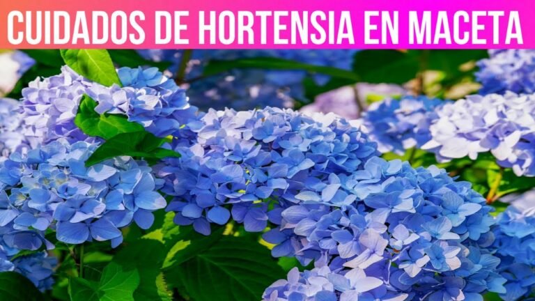 Cómo cuidar adecuadamente hortensias en maceta para que florezcan