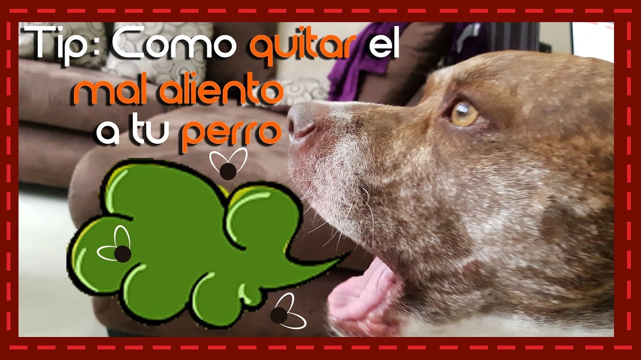 como puedo eliminar el mal aliento de mi perro de forma efectiva