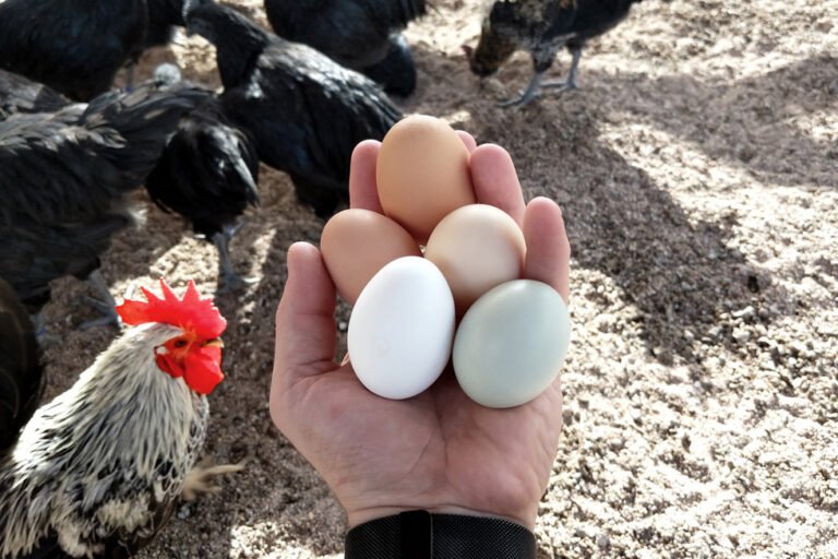 Cómo saber si un huevo es fresco Consejos y trucos infalibles