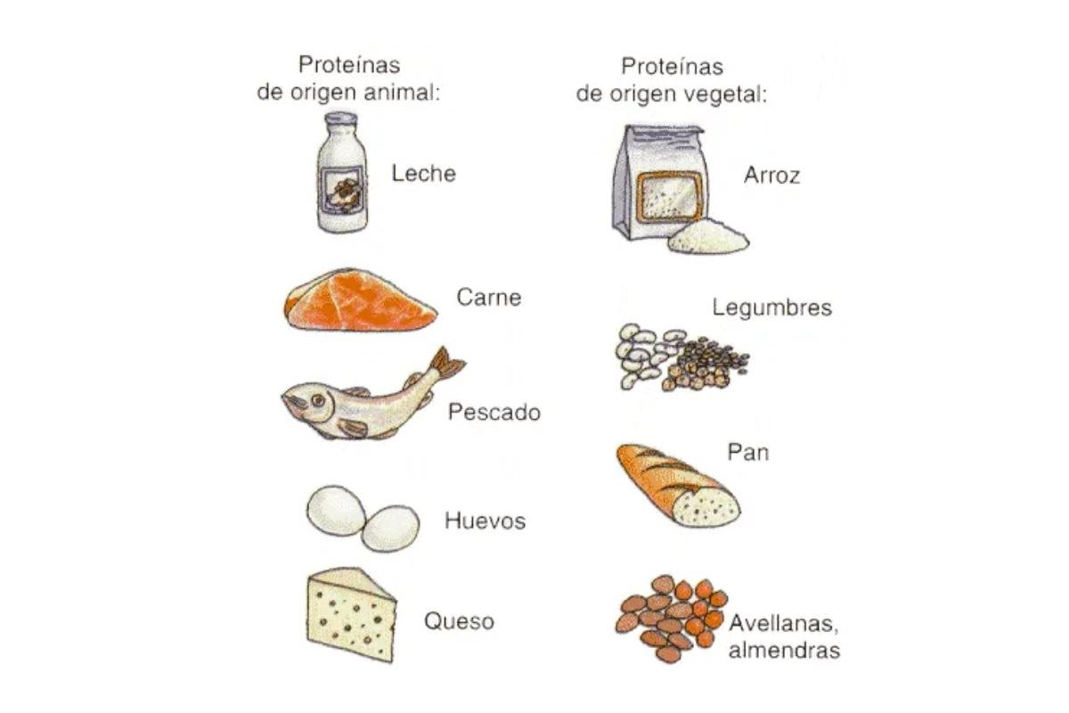 cual es el alimento mas rico en proteinas que puedes consumir