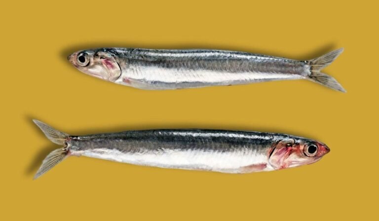 Cuál es la diferencia entre anchoa y boquerón en el mar