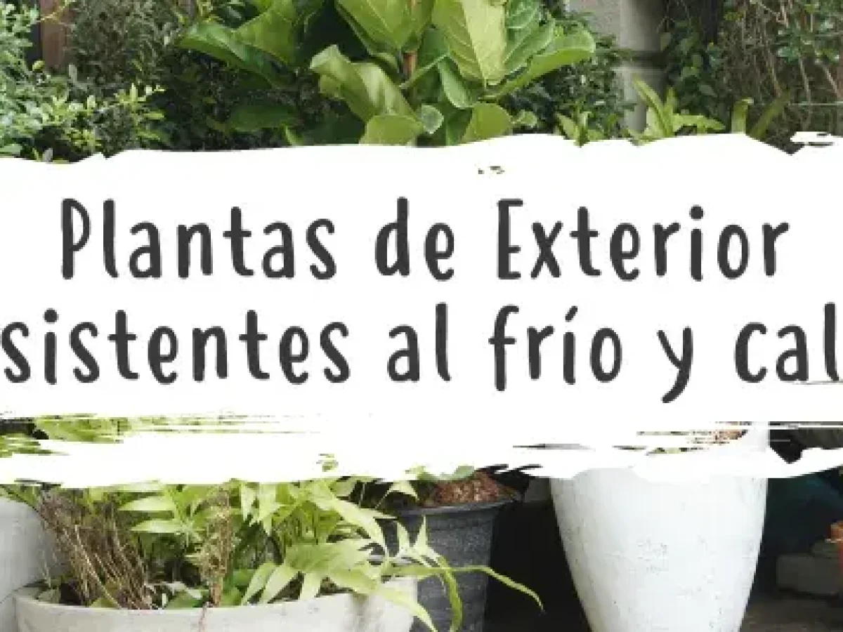 cuales son las mejores plantas de exterior resistentes al frio y calor