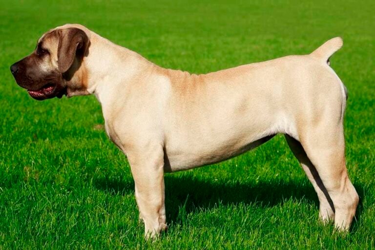 Cuáles son las razas de perros grandes que no sueltan pelo