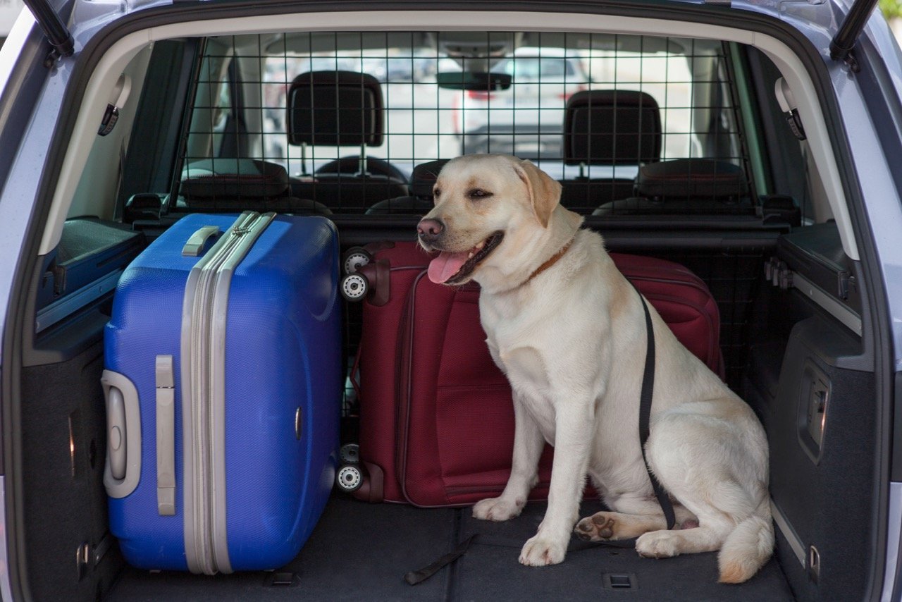 cuales son los mejores consejos para viajar con tu perro por espana