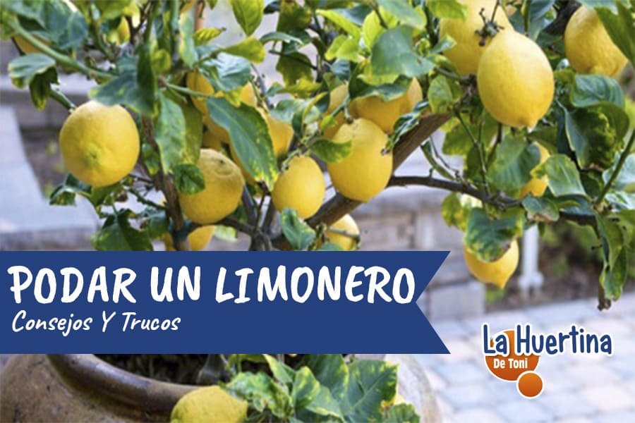 cuando es la epoca ideal para podar un limonero y por que