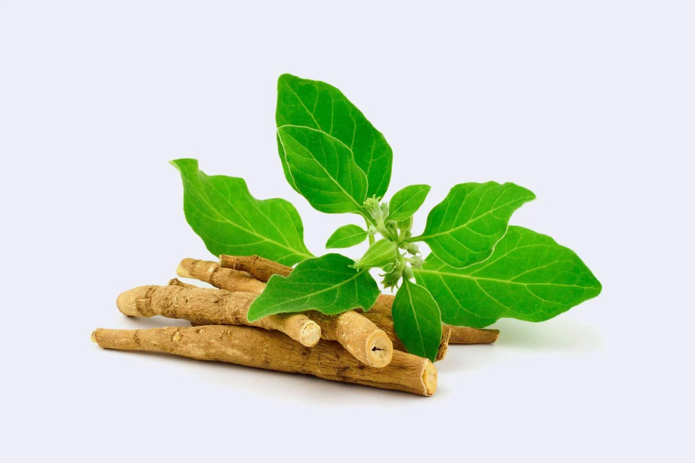 cuanta ashwagandha se debe tomar al dia dosis recomendada