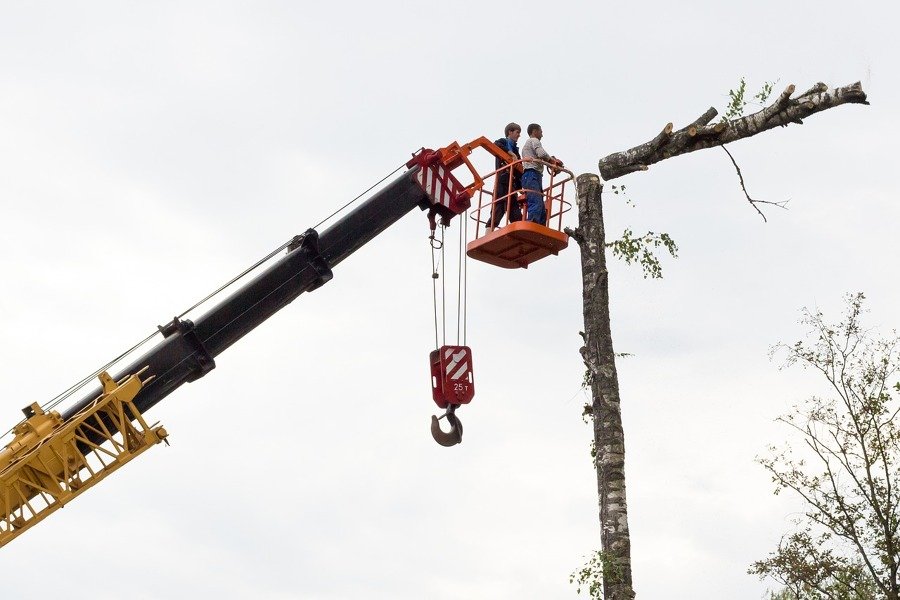 cuanto cuesta realmente cortar un arbol grande en tu jardin