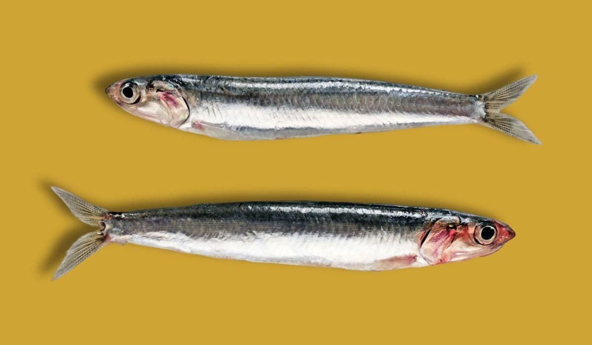 la anchoa y el boqueron son el mismo pez o hay diferencias