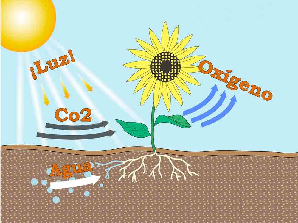 Cómo Saber Si Una Planta Necesita Agua Señales Clave Factorydrip