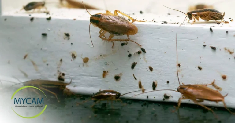 Qué Debes Hacer Si Encuentras Una Cucaracha En Tu Casa