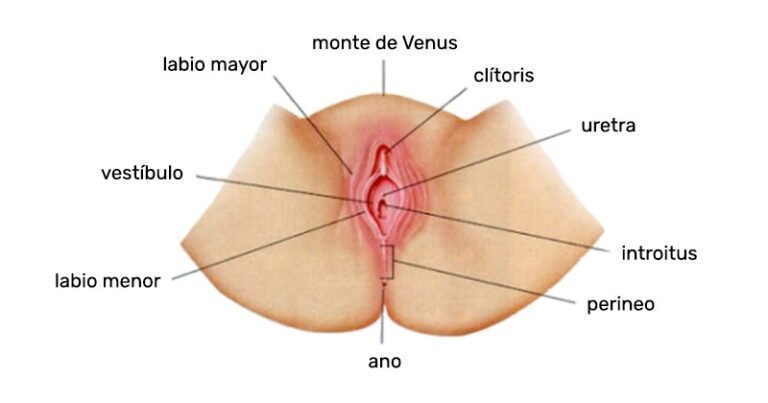 Qué es el monte de Venus y cómo afecta a la zona íntima