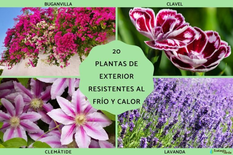 Qué plantas para exterior son resistentes al frío y al calor