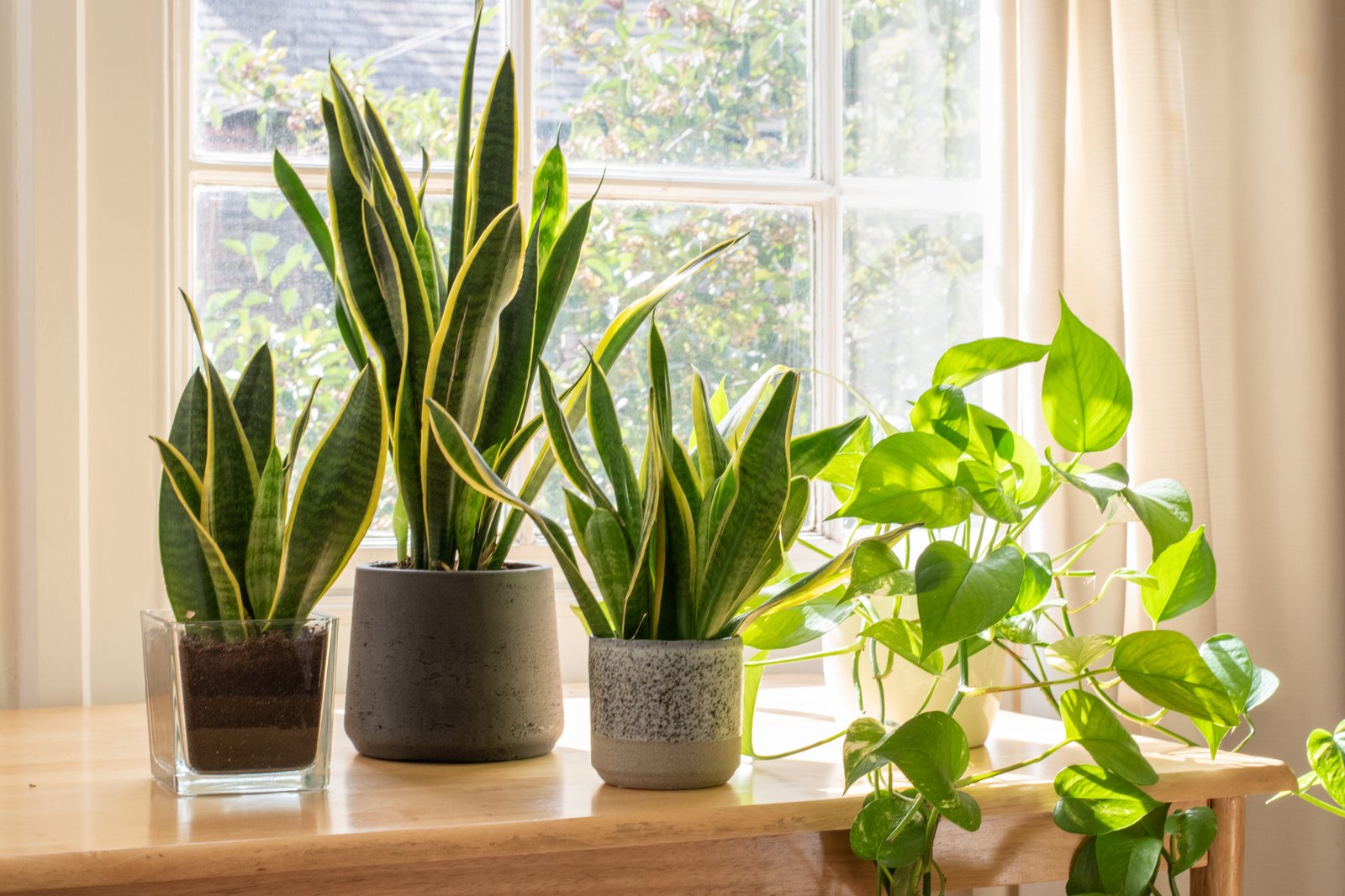 que plantas son las mejores para purificar el aire en tu hogar