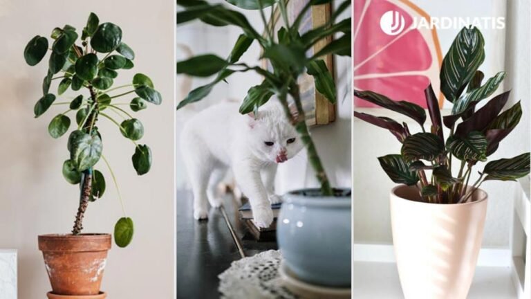 Qué plantas son seguras y aptas para gatos que puedo comprar