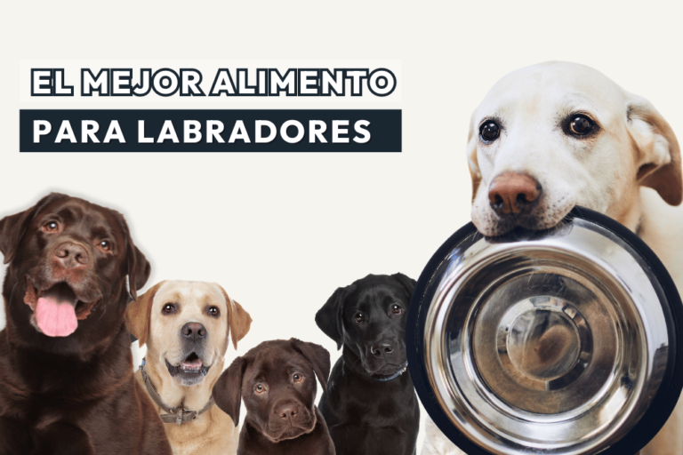 Qué tipo de comida es la más adecuada para un labrador adulto